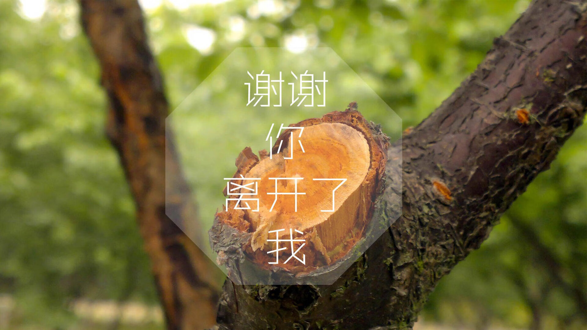 _猛龙突如其来，逆转战术卓越_，猛龙反击