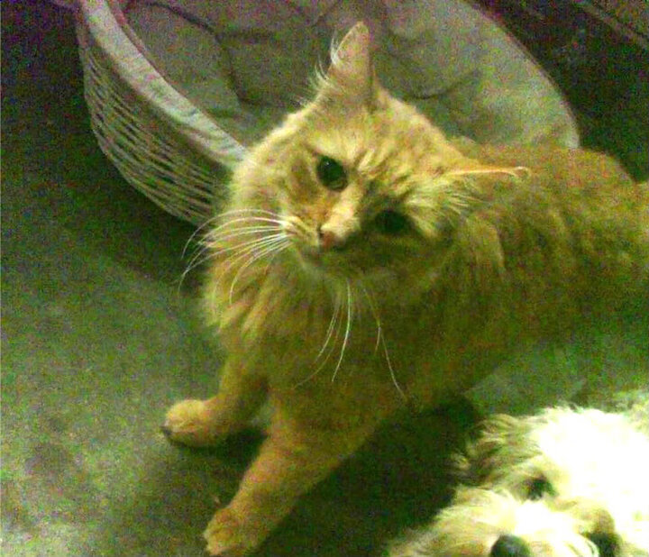 九游-中国足球联合会引入国际先进裁判培训体系提升水平，中国国际足球裁判都有谁