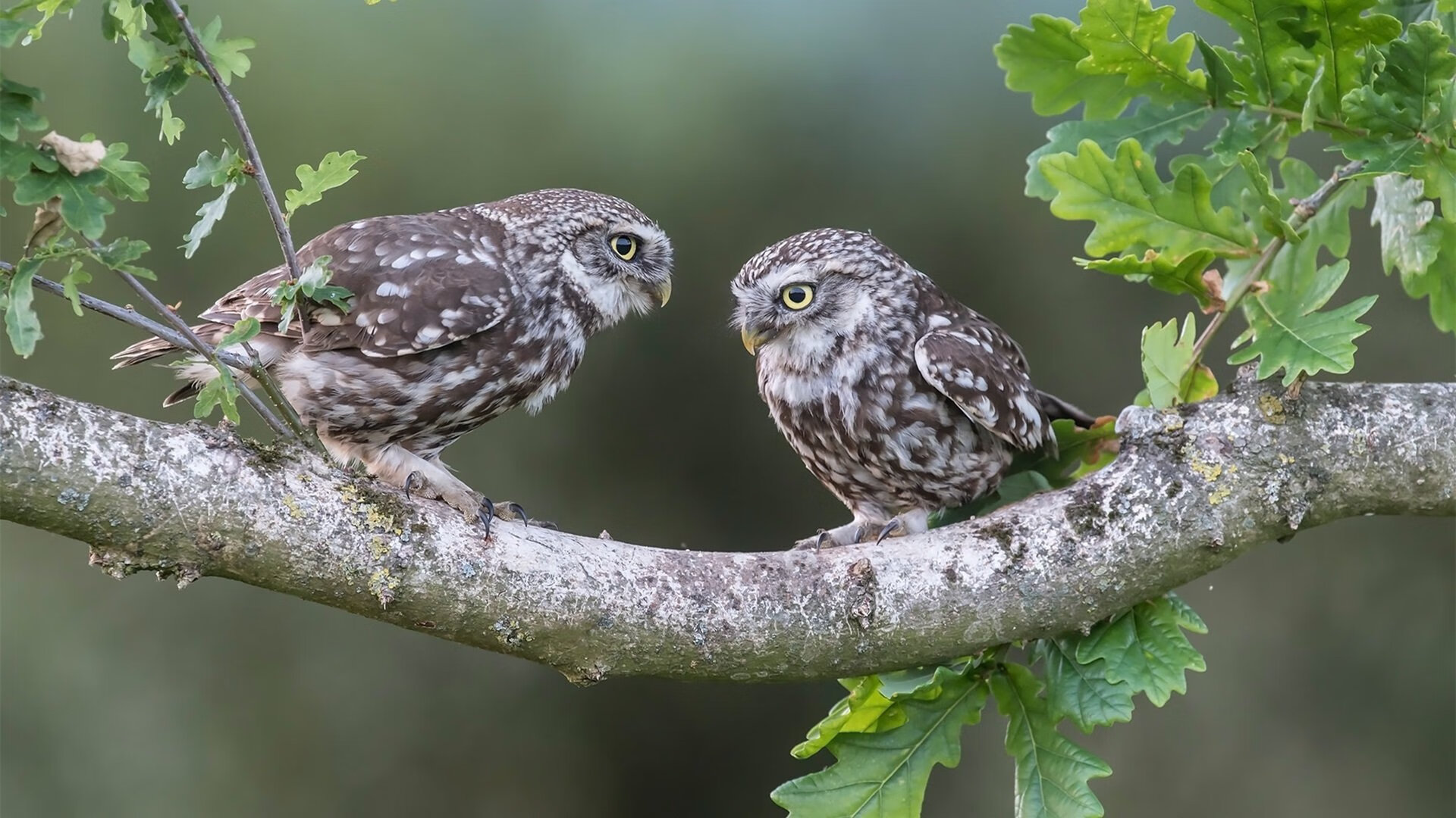 乌拉圭队在巴黎奥运会比赛中展现出快速反击战术，乌拉圭足球奥运会
