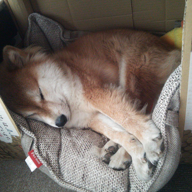 传统跑马灯游行中的体育元素，文化与运动的结合，跑马灯样式