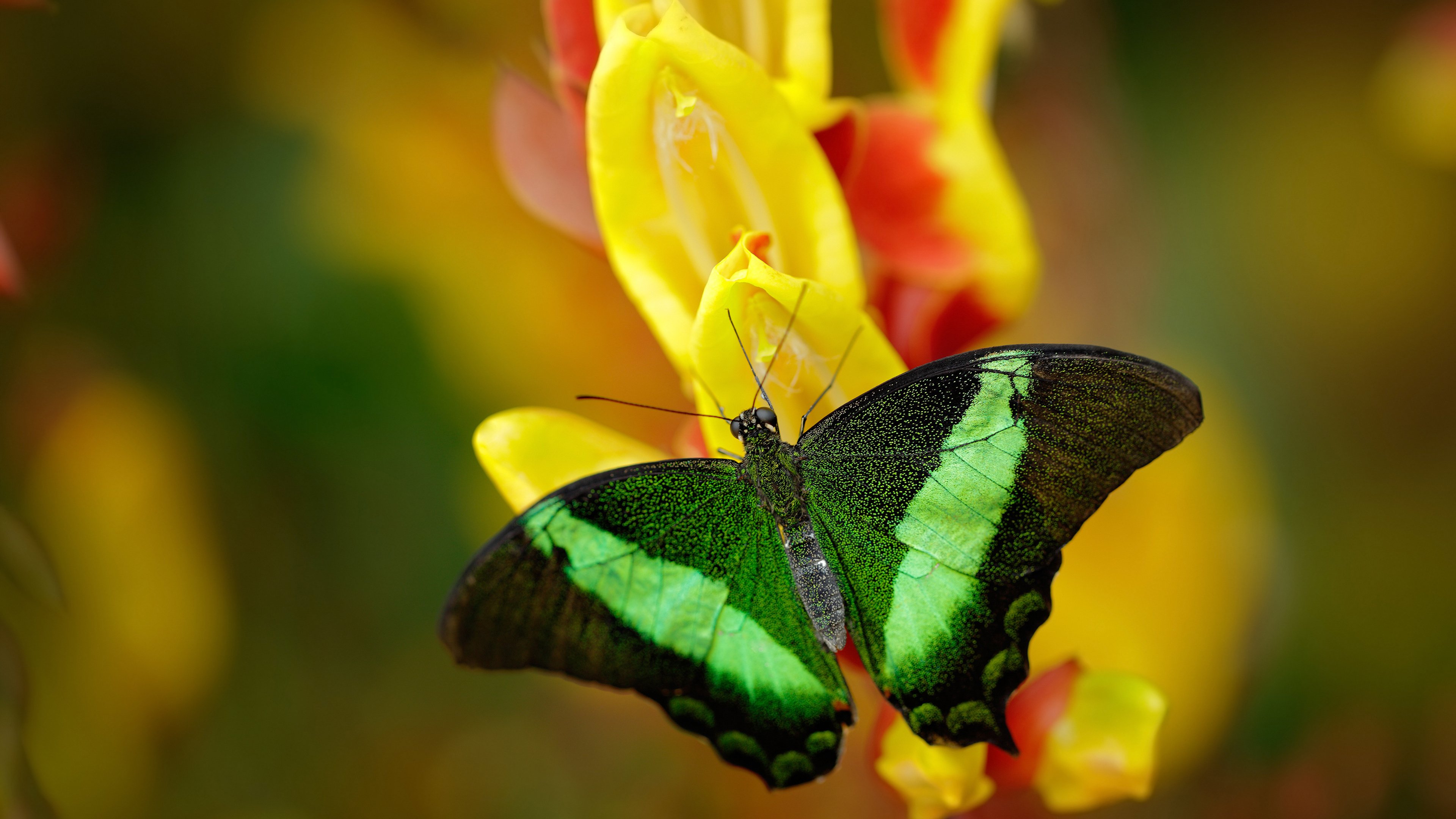 九游官网-库里：在NBA历史上留下“火花”般的投篮传说！，库里的投篮集锦
